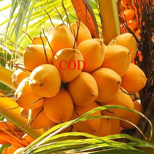 Chowghat Orange Dwarf Coconut Plant - Naturemart.online