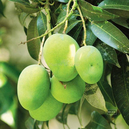 Gourmati Mango Fruit Plant (Grafted) - Naturemart.online