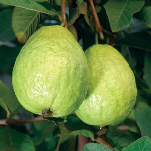 Hybrid Baraipur Guava Fruit  Plant - Naturemart.online