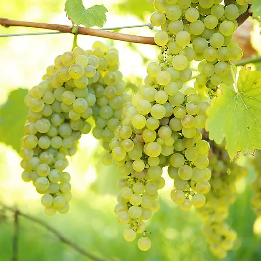 Thompson seedless grapes plant