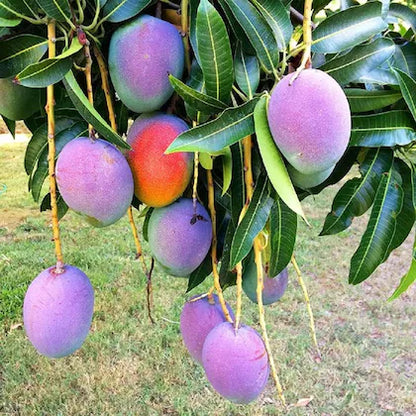 Irwin Purple Mango Fruit  Plant - Naturemart.online