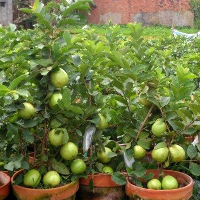 Hybrid Baraipur Guava Fruit  Plant - Naturemart.online