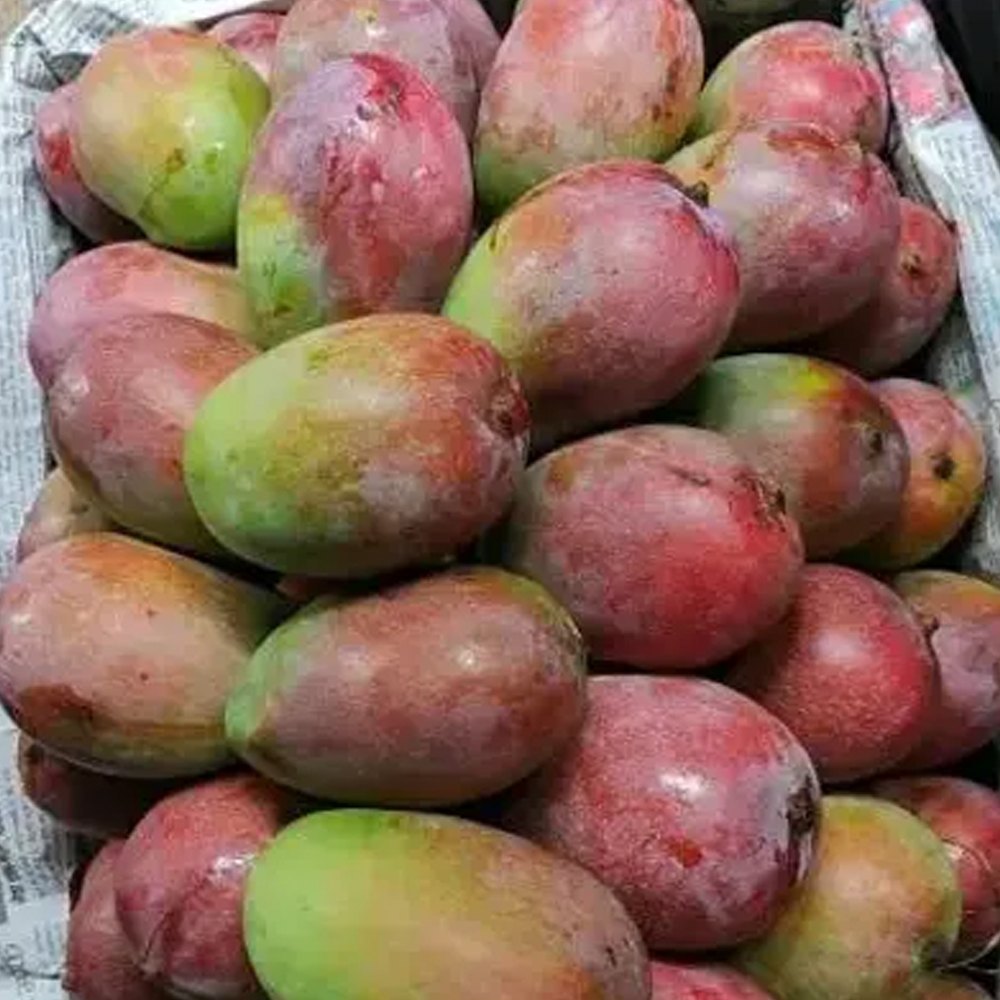 Gulab Khas Mango Plant (Grafted) - Naturemart.online