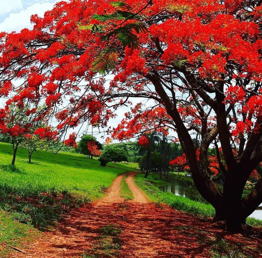 Gulmohar Flowering Tree For Gardening - Naturemart.online