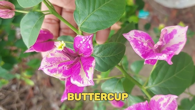 BUTTER CUP top rare bougainvillea