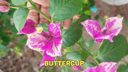 BUTTER CUP top rare bougainvillea