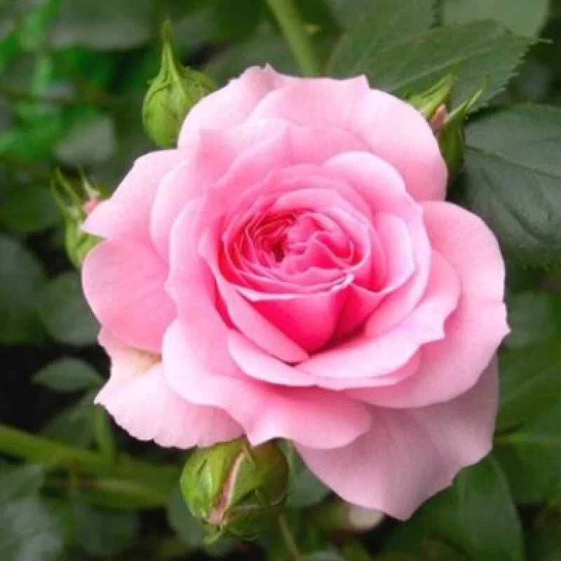 Hybrid Grafted Pink Colour Rose - Naturemart.online