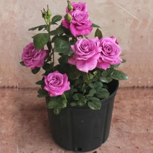 Hybrid Grafted Rose Flower  Plant - Naturemart.online