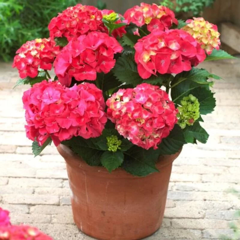 Hybrid Hydrangea Plant For Gardening - Naturemart.online