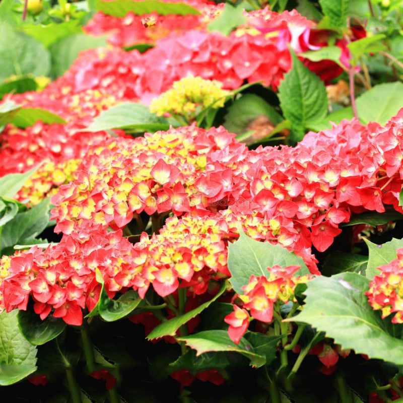 Hybrid Hydrangea Plant For Gardening - Naturemart.online