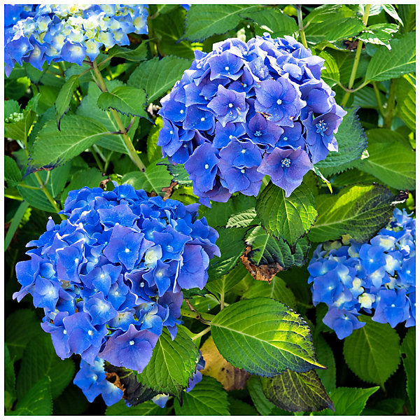 Hydrangea Flower plant