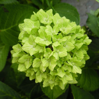 Hybrid Hydrengea Flowers Plant-Green - Naturemart.online