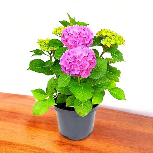 Hydrengea flower plant