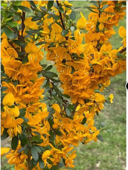 Yellow Bluebell Bonsai