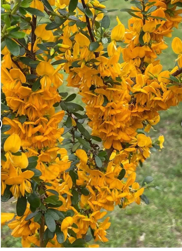 Yellow Bluebell Bonsai