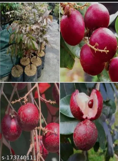 Rubi Ranghon Fruit Plant Grafted - Naturemart.online