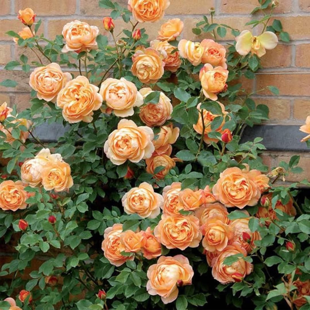 Climbing Rose Flower Plants (ORANGE) - Naturemart.online