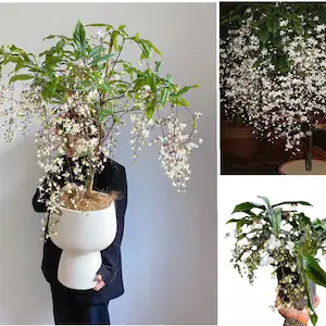 Chains of glory plant | Light bulbs plant | Clerodendrum smithianum starter plant