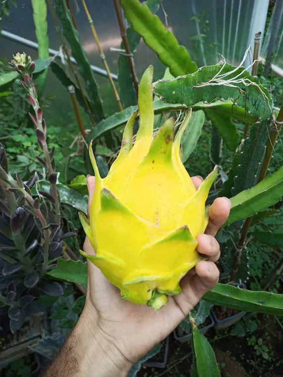 Yellow Colour  Dragon Fruit Plant - Naturemart.online