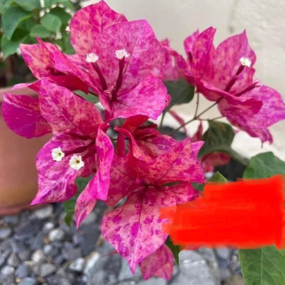 The Kristina Thai Variety Bougainvillea Flowers Plant