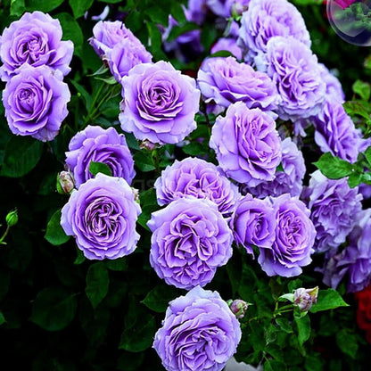 Climbing Rose Flower Plants(Purple) - Naturemart.online