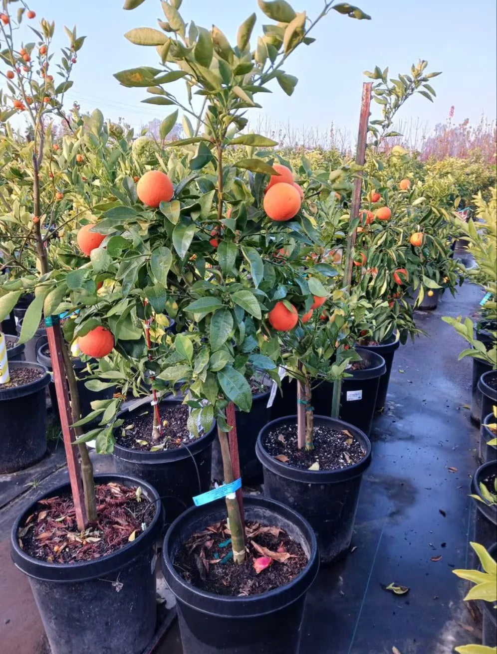 Red Malta Orange Plant (Grafted) - Naturemart.online