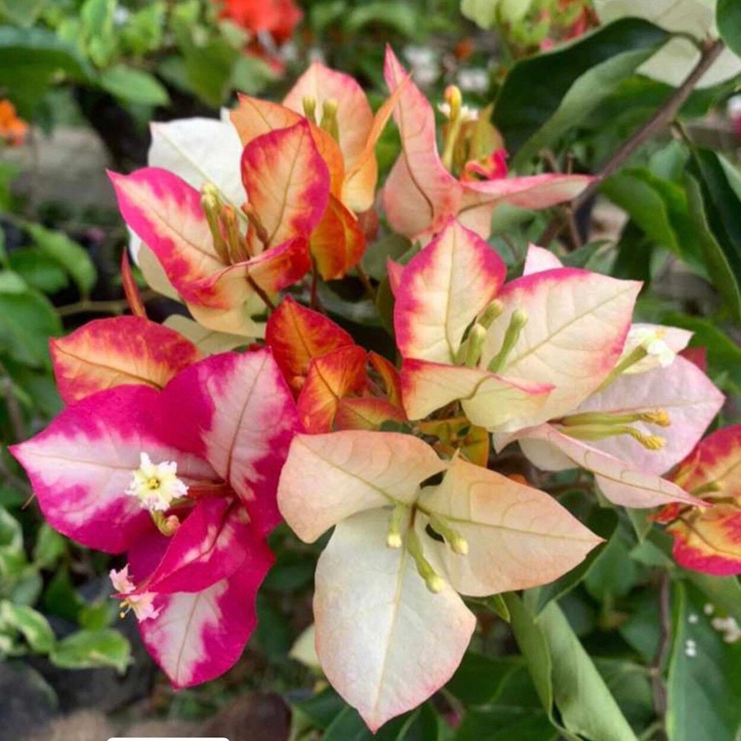 Bougainvillea Flowers Plant For Gardening - Naturemart.online