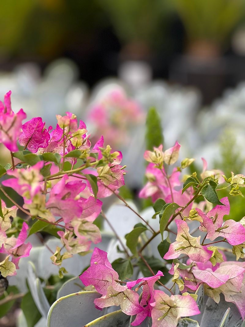 Bougainvillea Flowers Plant For Home Garden - Naturemart.online