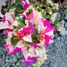 Golden Rao Bougainvillea flower plant