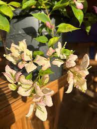 Geisha Bougainvillea flower plant