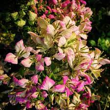 Geisha Bougainvillea flower plant