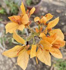 Buterfly Yellow Bougainvillea flower plant