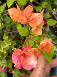 Orange September Bougainvillea flower plant