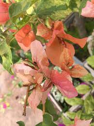 Orange September Bougainvillea flower plant