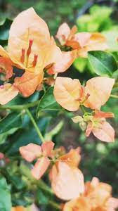 Monalisa Peach Bougainvillea flower plant
