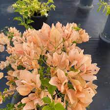 Monalisa Peach Bougainvillea flower plant