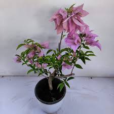 Silhouette Bougainvillea flower plant