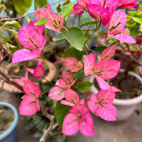 Lady Bird Bougainvillea flower plant