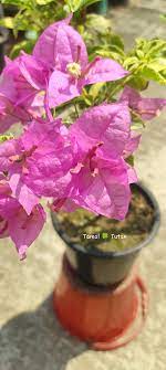 Moonlight Tanglong Bougainvillea flower plant