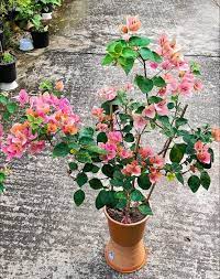 Watermelon Kiss Bougainvillea flower plant