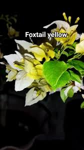 Foxtail Yellow Bougainvillea flower plant