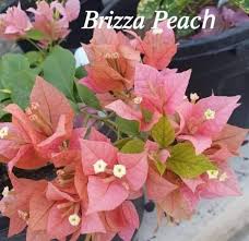 Brizza Peach Bougainvillea