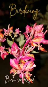 Bird Wings Bougainvillea flower plant