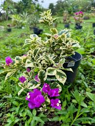 SSB Purple Bougainvillea flower plant