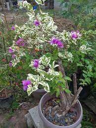 SSB Purple Bougainvillea flower plant