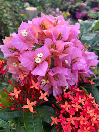 Mahathir pink bougainvillea flower plant