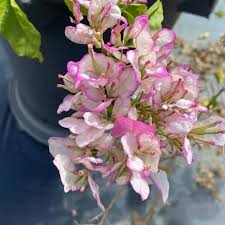 Lipstick Bougainvillea flower plant