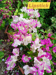 Lipstick Bougainvillea flower plant
