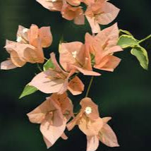 Emasperak Bougainvillea flower plant