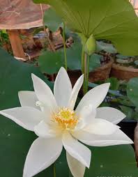 Forener white lotus flower Tuber